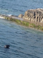And Dalkey also has two little harbors. The seals like to play in Dalkey Harbor.